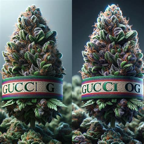 gucci glue strain